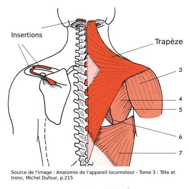 Anatomie du trapèze