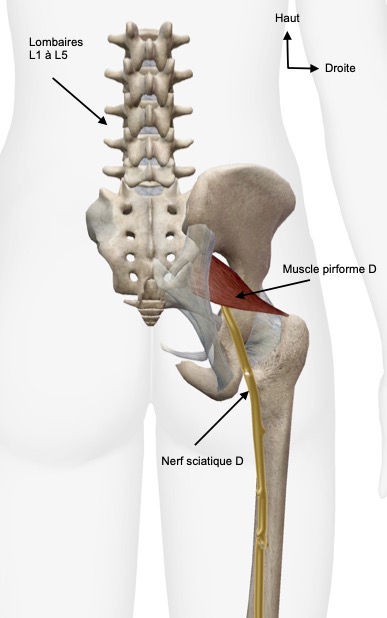 Anatomie du piriforme